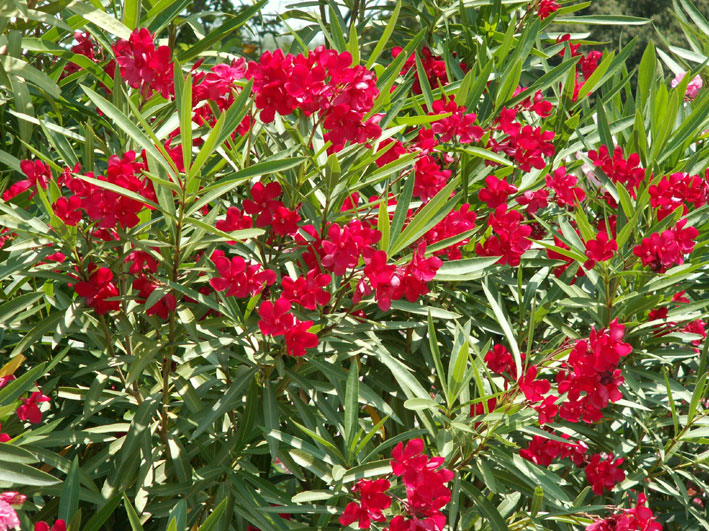 mediterranean climate plants 16059 linepc mediterranean climate plants 16059 linepc