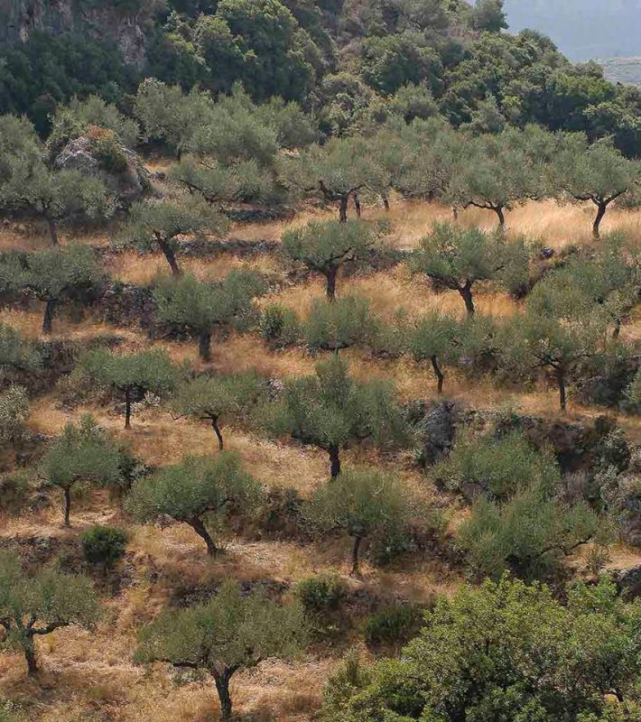 Olive tree cultivation - AZUD