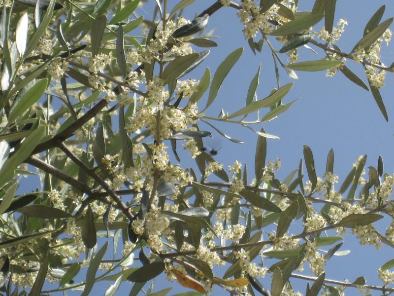 Digging into the past of olive trees.