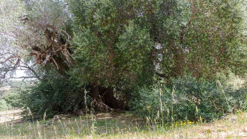 Digging into the past of olive trees.