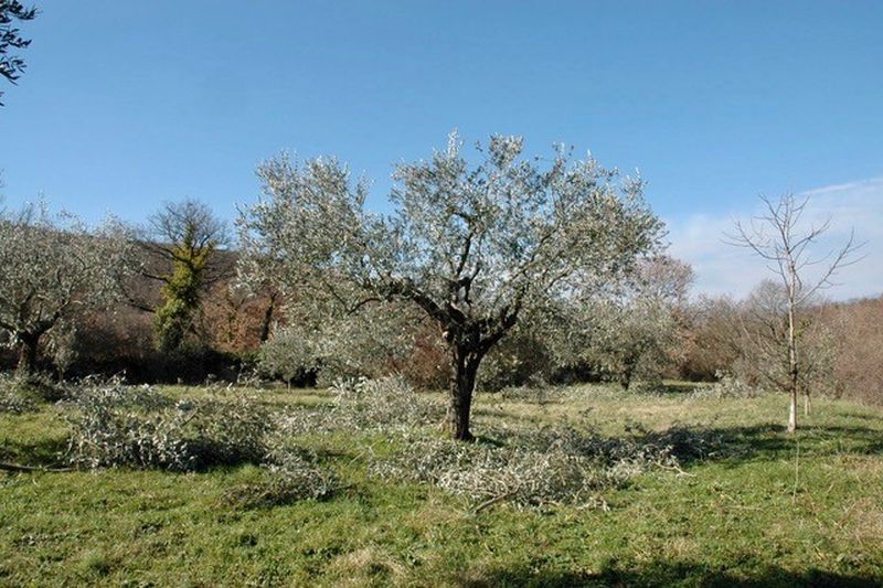 Pruning Olive Trees